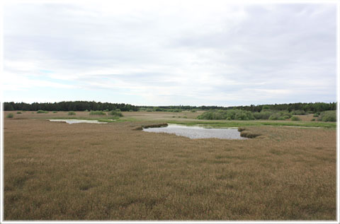 Träskmyr och Vasteån