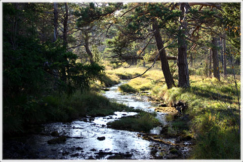 Vitärtskällan - foto: Bernt Enderborg