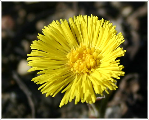 Gotland, Tussilago, hästhov, hästhovsört - foto: Bernt Enderborg