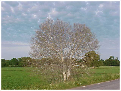 Ett silverne träd