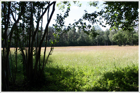 Gotland, Mästerby änge - foto: Bernt Enderborg