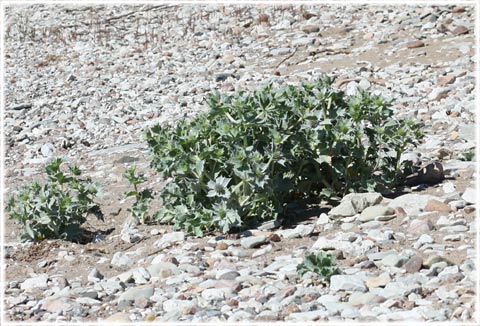 Martorn - Eryngium maritimum - foto: Bernt Enderborg