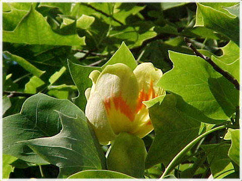 De blommande trädens glada tankar - foto: Bernt Enderborg