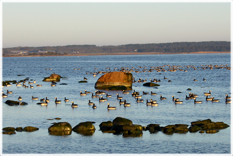 Vykort Gotland