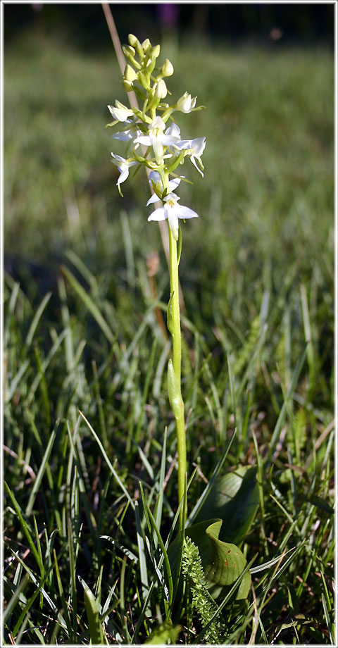 Nattviol - foto: Bernt Enderborg