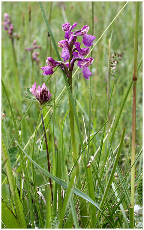 Göknycklar - foto: Bernt Enderborg