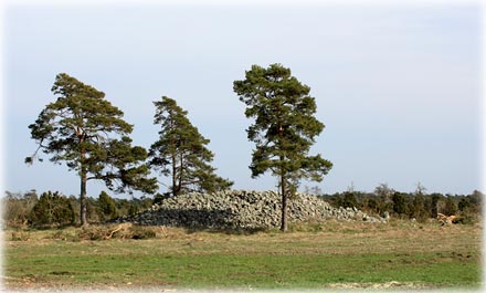 Härdarve - foto: Bernt Enderborg