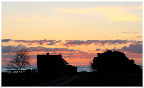 Gotland, Soluppgången bei Natudd - foto: Bernt Enderborg