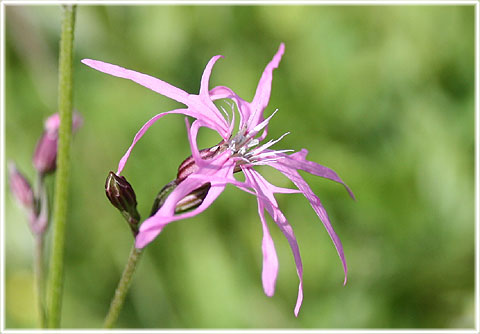 Gökblomster