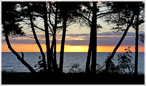 Sylva Sylvarum - Skogarnas skog - foto: Bernt Enderborg