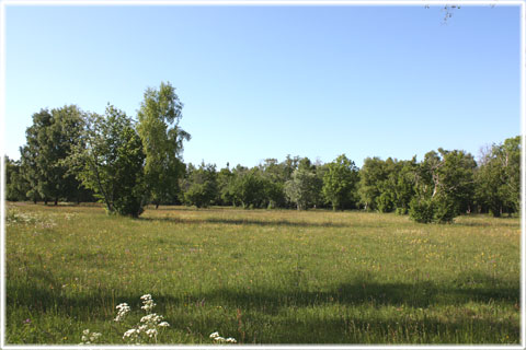 Gotland, Östergarns prästäng - foto: Bernt Enderborg