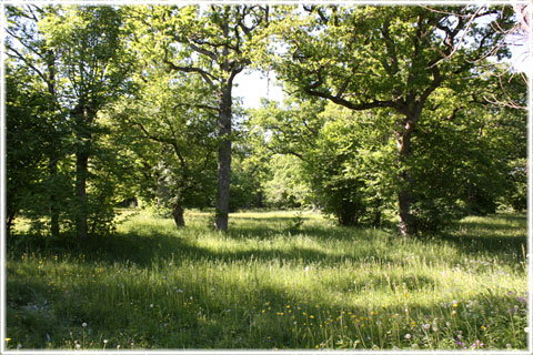 Gotland, Lojsta prästänge - foto: Bernt Enderborg