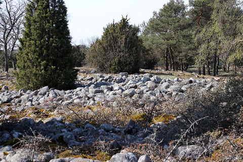 Gotland, Rikviderojr - foto: Bernt Enderborg