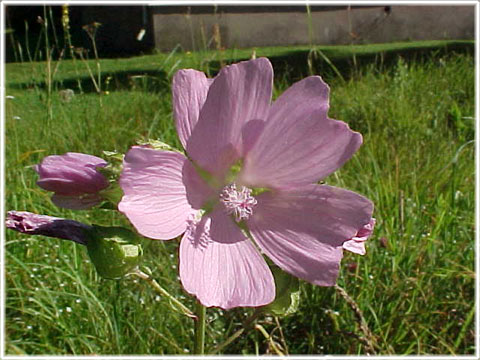 Gotland, Malva - foto: Bernt Enderborg