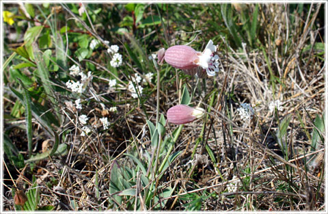 Gotland, Alvarglim - foto: Bernt Enderborg