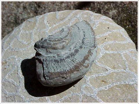 Får man plocka fossil - foto: Bernt Enderborg