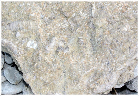Fossil Gotland