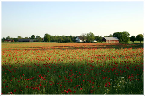 Ett blommande land - foto: Bernt Enderborg