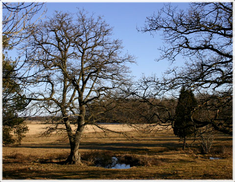 Gotland, Hur mycket magi tål du - foto: Bernt Enderborg