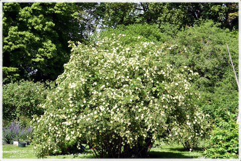 Gullvivros, Botaniska trdgrden, Visby