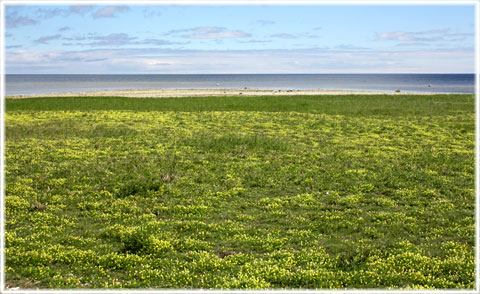 Gotland, Gulvial - foto: Bernt Enderborg