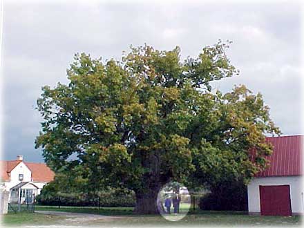 Gotland, Avaeken - foto: Bernt Enderborg