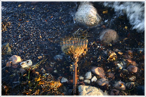 En kvast vid stranden - foto: Bernt Enderborg