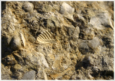 Gotland, Fossil i hälleberget - foto: Bernt Enderborg