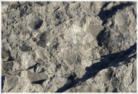Fossil i Gotlands berggrund