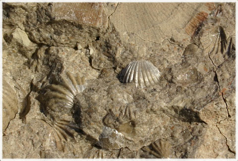 Gotlands berggrund, fossil