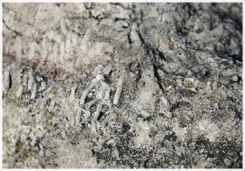 Gotlands berggrund, fossiler