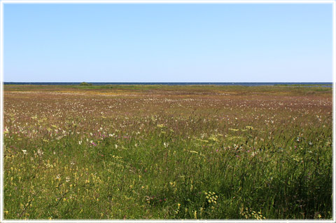 Ändliga strandängar