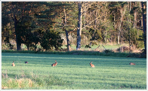 Hare, harar, Gotland