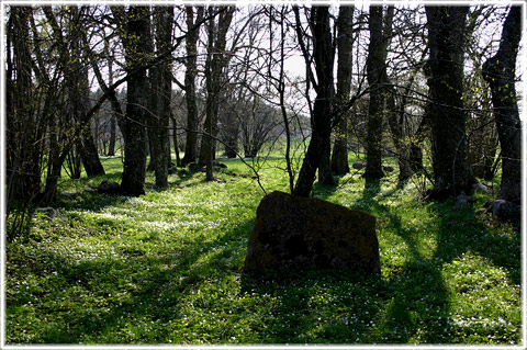 Gotland, En nedbränd kyrka - foto: Bernt Enderborg