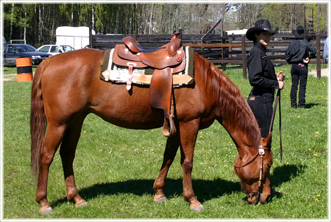 Western Riders Gotland