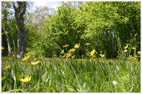 Gotland, Gerum prästänge - foto: Bernt Enderborg