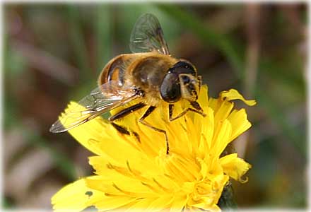 Insekterna - foto: Bernt Enderborg