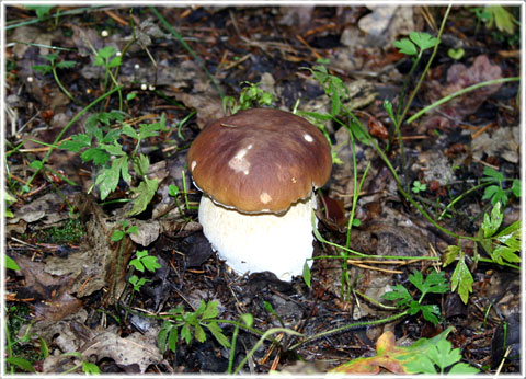 I kryllande svampskogen - foto: Bernt Enderborg