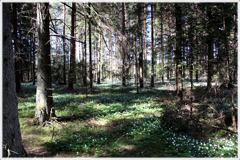 Gotland, Mer skog än i Småland - foto: Bernt Enderborg