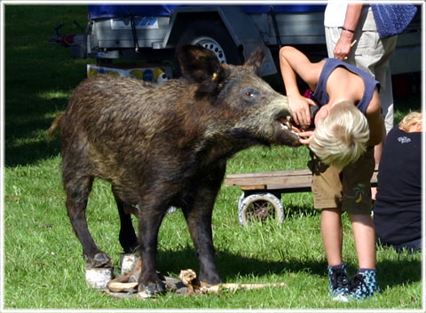 Gotland, En lort som ett svinatryne - foto: Bernt Enderborg