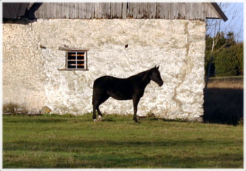 Vykort Gotland