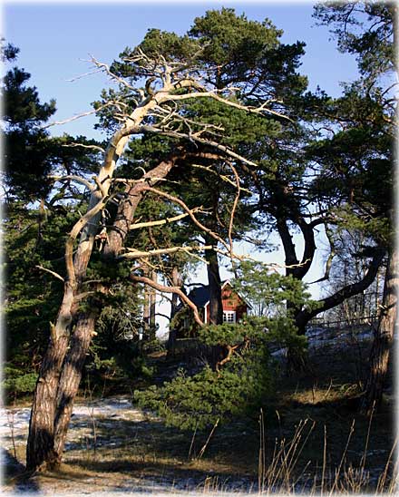 Testa en helg på Gotland - foto: Bernt Enderborg