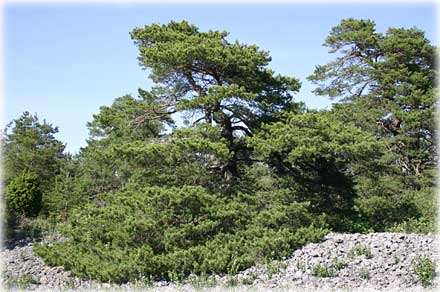 Gotland, Stundernas betydelse - foto: Bernt Enderborg