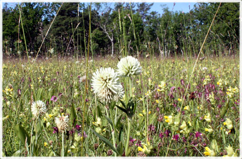 Gotland, Växtzon 1, klimat - foto: Bernt Enderborg