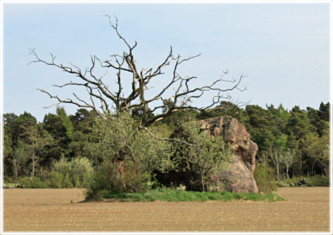 Gotland, Bastustain, största flyttblocket - foto: Bernt Enderborg