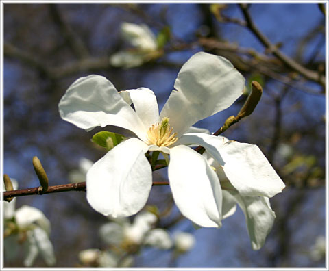 Magnolian blommar 30/4-2008
