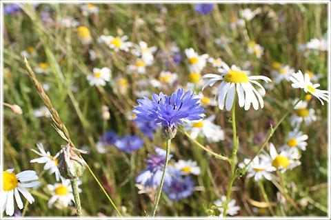 Gotland, Blåklint - foto: Bernt Enderborg