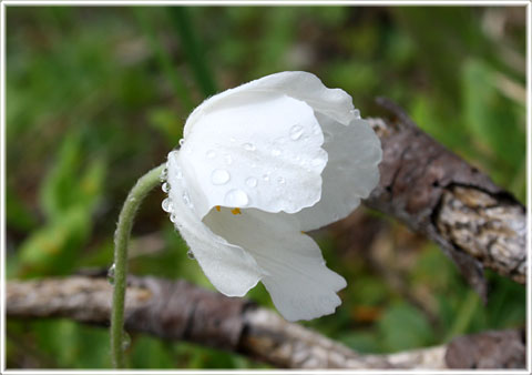 Gotland, Tovsippa - foto: Bernt Enderborg