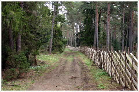 Vad kallas hela jorden på gutniska - foto: Bernt Enderborg