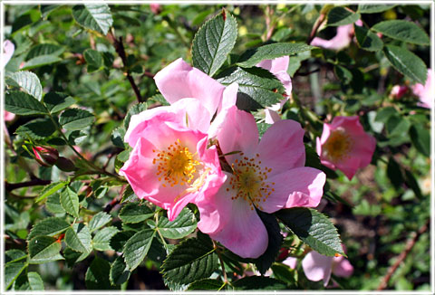 Rosa canina - foto: Bernt Enderborg